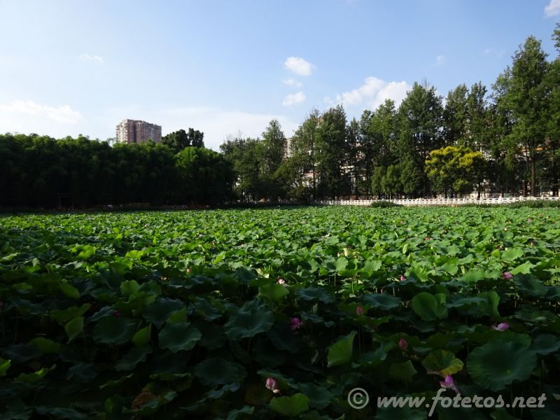 04
Yunnan-Kunming
Parque Green Lake
Palabras clave: Elenita