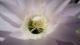 Flor cactus