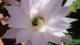 Flor cactus