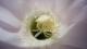 Flor cactus