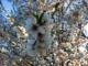 Almendros