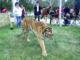 Tigre