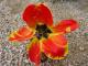 Tulipn