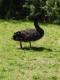 Cisne Negro