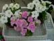 Petunias