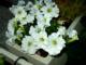 Petunias
