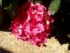 Hortensia