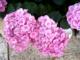 Hortensia
