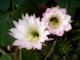 Flor de cactus