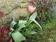 Tulip�n