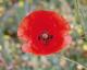 Amapola