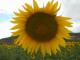 Girasol