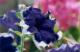 Petunia